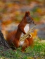 Jammin Squirrel Productions