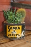 Cactus in a Coffee Can