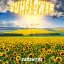 Sarantos - Sunflower